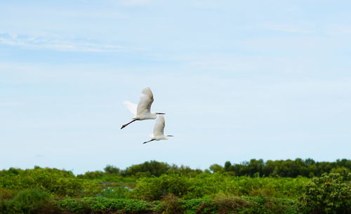 Bird flying in the sky