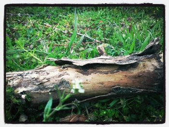 Plants growing on grassy field