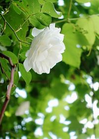 Close-up of white flower blooming on tree