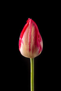 Elegant red tulip flower on a dark background.