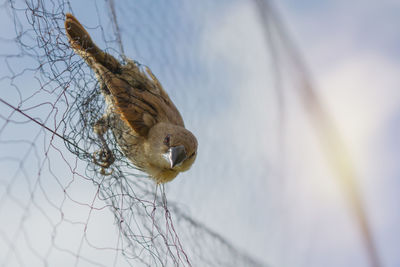 Low angle view of a bird on branch