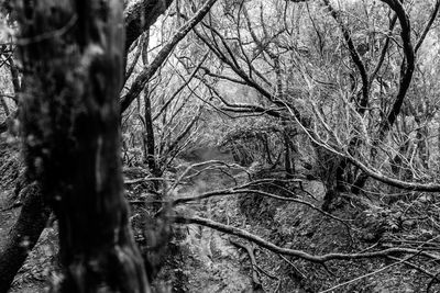 Close-up of bare tree