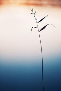 Close-up of silhouette plant against sky at sunset