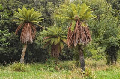 Palm trees growing in farm