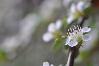 Close-up of white flowers blooming on tree