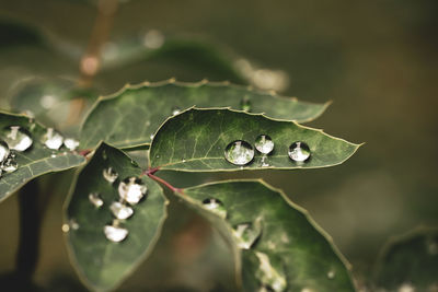 Close-up of raindrops on leaves