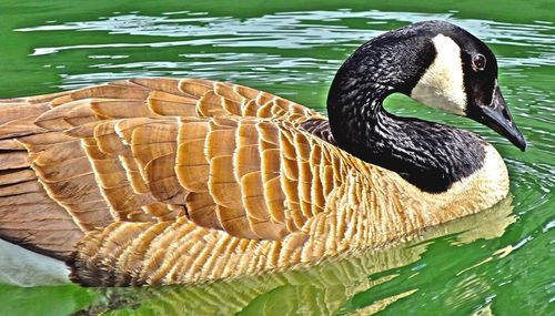 View of an animal in pond