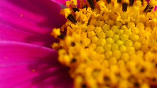 Close-up of yellow flowering plant