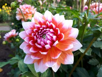 Close-up of pink dahlia flower