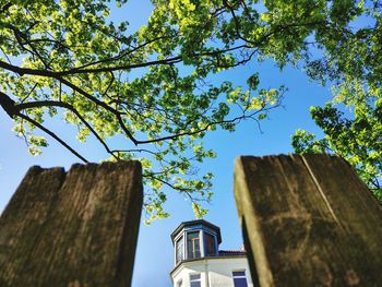 Low angle view of tree against sky