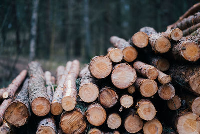 Close-up of logs in forest