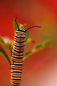 Close-up of insect on leaf