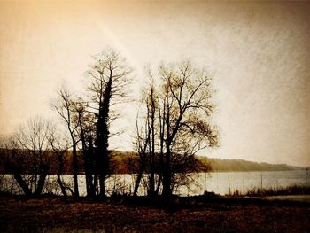 Bare trees on lakeshore