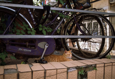 Side view of an abandoned bicycle