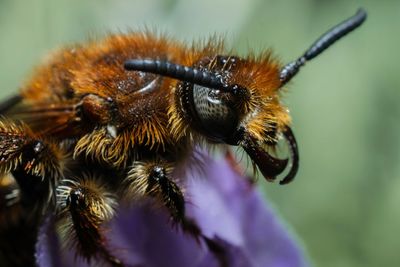 Close-up of bee pollinating on flower