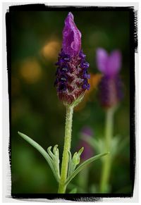 Close-up of purple flower