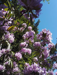 Low angle view of pink flowers blooming on tree