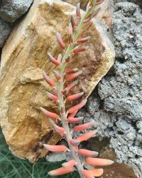 Close-up of plant