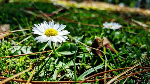 Close-up of white flowers blooming outdoors