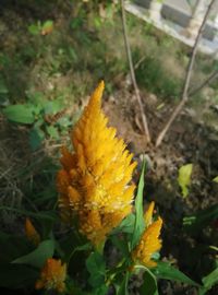 Close-up of yellow flower growing in field