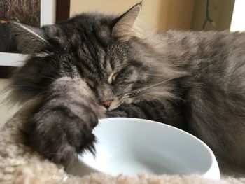 Close-up of a cat with eyes closed