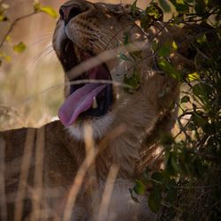 Close-up of a cat yawning