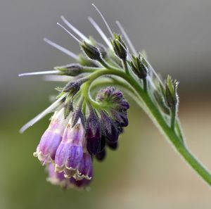 Close-up of flower growing outdoors