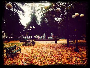 Trees in park