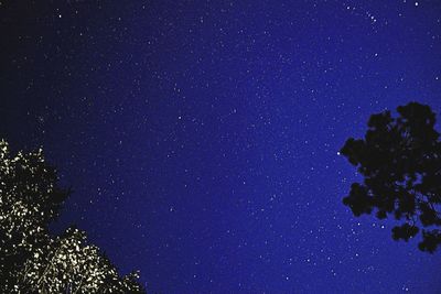 Low angle view of trees against star field at night