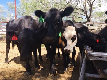 Cows on tree