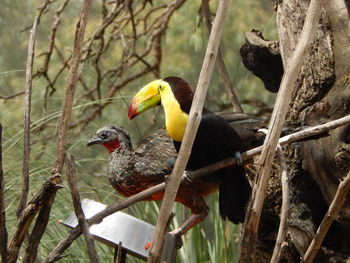 View of birds perching on branch