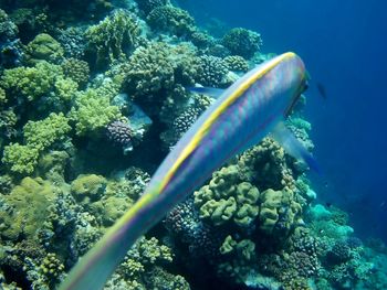 Fish swimming in sea