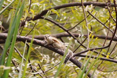 Squirrel on tree