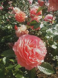 Close-up of pink flower and trees