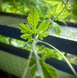 Close-up of plant