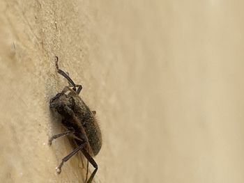 Close-up of insect on wall
