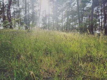 Scenic view of forest