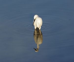 High angle view of duck swimming in lake