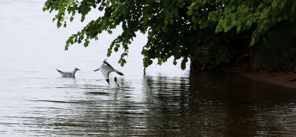 Swans on lake against trees