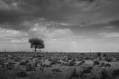 Trees on field against sky