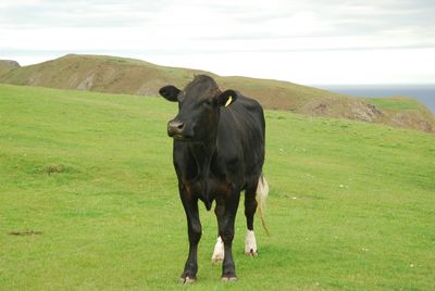 Cow on field against sky