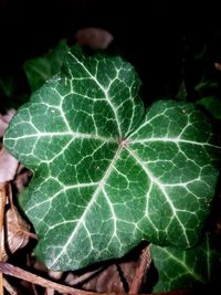 Close-up of leaf