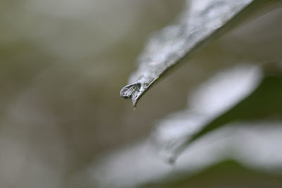 Close-up of frozen plant