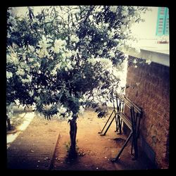 Flowers growing on tree