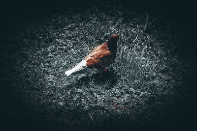 High angle view of bird on land