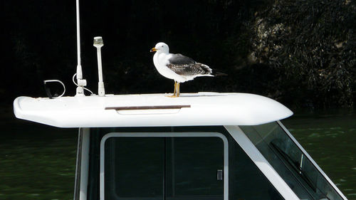 Close-up of bird perching on tree