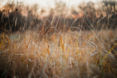 Close-up of stalks in field