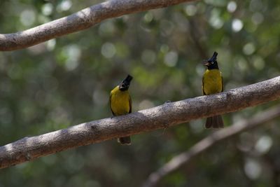 Bird perching on branch