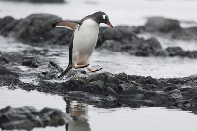 Bird on rock by sea