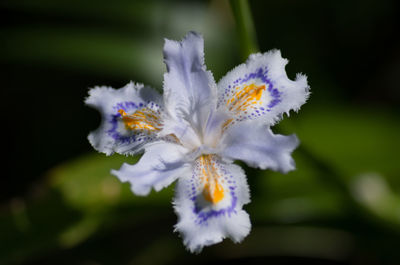 Close-up of white flowers